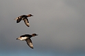 Wigeon females in flight - C